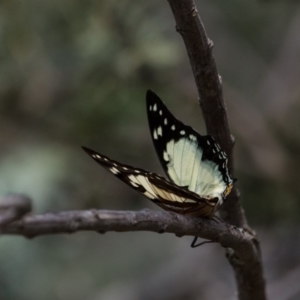 Charaxes sempronius at Murrumbateman, NSW - 13 Mar 2017