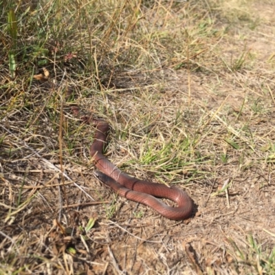 Drysdalia coronoides (White-lipped Snake) at Namadgi National Park - 13 Mar 2017 by JasonC