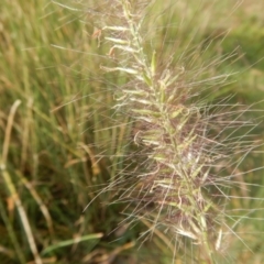 Cenchrus purpurascens (Swamp Foxtail) at Booth, ACT - 12 Mar 2017 by MichaelMulvaney