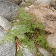 Pteris tremula (Tender Brake) at Booth, ACT - 12 Mar 2017 by MichaelMulvaney