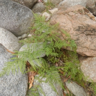 Pteris tremula (Tender Brake) at Booth, ACT - 11 Mar 2017 by MichaelMulvaney