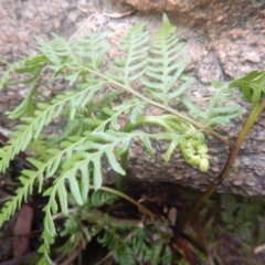 Pteris tremula at Booth, ACT - 12 Mar 2017