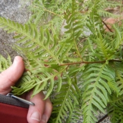 Pteris tremula at Booth, ACT - 12 Mar 2017