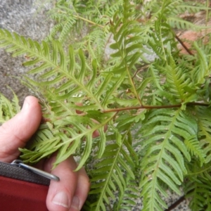 Pteris tremula at Booth, ACT - 12 Mar 2017