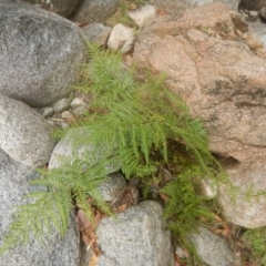 Pteris tremula at Booth, ACT - 12 Mar 2017