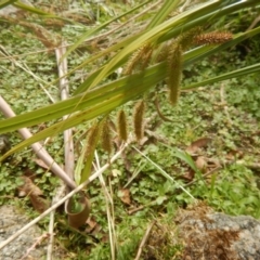 Carex fascicularis (Tassel Sedge) at Booth, ACT - 11 Mar 2017 by MichaelMulvaney