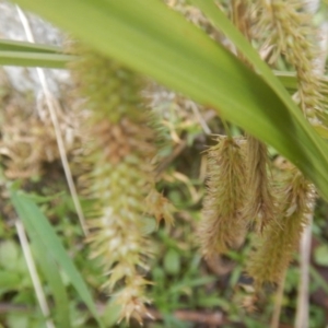 Carex fascicularis at Booth, ACT - 12 Mar 2017