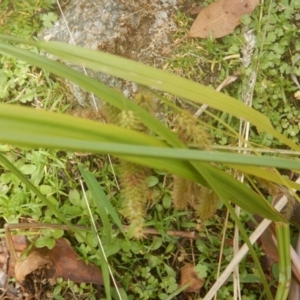 Carex fascicularis at Booth, ACT - 12 Mar 2017