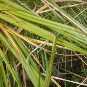 Carex fascicularis at Booth, ACT - 12 Mar 2017