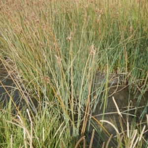 Schoenoplectus validus at Rendezvous Creek, ACT - 12 Mar 2017