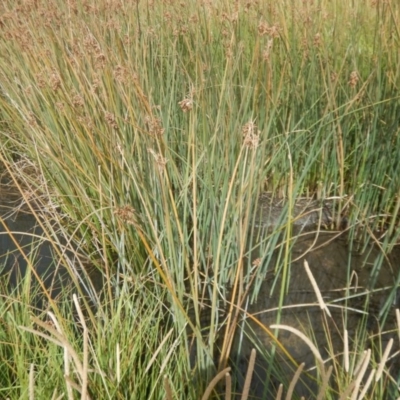 Schoenoplectus tabernaemontani (River Club-rush) at Rendezvous Creek, ACT - 12 Mar 2017 by MichaelMulvaney