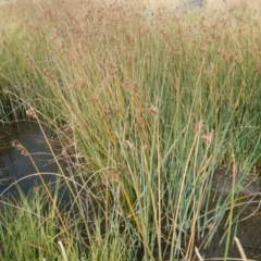 Schoenoplectus tabernaemontani at Rendezvous Creek, ACT - 12 Mar 2017