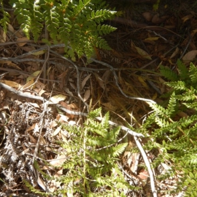 Polystichum proliferum (Mother Shield Fern) at Rendezvous Creek, ACT - 12 Mar 2017 by MichaelMulvaney