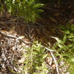 Polystichum proliferum (Mother shield fern) at Rendezvous Creek, ACT - 12 Mar 2017 by MichaelMulvaney