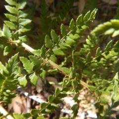 Polystichum proliferum at Rendezvous Creek, ACT - 12 Mar 2017 02:49 PM