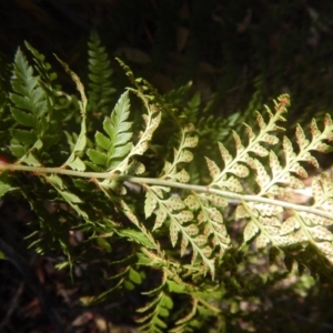 Polystichum proliferum at Rendezvous Creek, ACT - 12 Mar 2017 02:49 PM