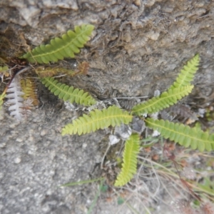 Blechnum penna-marina at Rendezvous Creek, ACT - 12 Mar 2017 03:16 PM