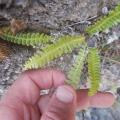 Blechnum penna-marina at Rendezvous Creek, ACT - 12 Mar 2017 03:16 PM