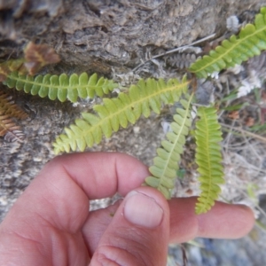 Blechnum penna-marina at Rendezvous Creek, ACT - 12 Mar 2017