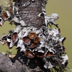 Hypogymnia sp. at Mount Clear, ACT - 30 Dec 2015