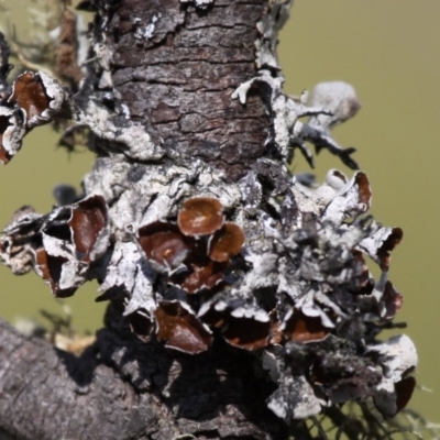 Hypogymnia sp. (A lichen) at Namadgi National Park - 30 Dec 2015 by HarveyPerkins