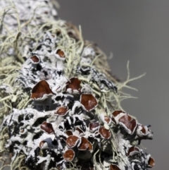 Hypogymnia sp. at Mount Clear, ACT - 30 Dec 2015