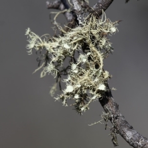 Usnea sp. (genus) at Mount Clear, ACT - 30 Dec 2015