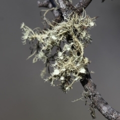 Usnea sp. (Bearded lichen) at Namadgi National Park - 30 Dec 2015 by HarveyPerkins