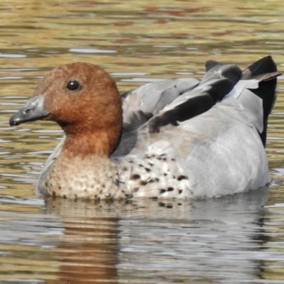 Chenonetta jubata (Australian Wood Duck) at Stranger Pond - 13 Mar 2017 by JohnBundock