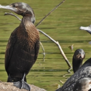 Phalacrocorax sulcirostris at Gordon, ACT - 13 Mar 2017