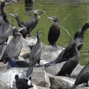 Phalacrocorax sulcirostris at Gordon, ACT - 13 Mar 2017