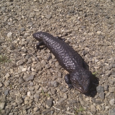 Tiliqua rugosa (Shingleback Lizard) at Goorooyarroo NR (ACT) - 13 Mar 2017 by jmhatley