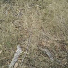 Pseudonaja textilis (Eastern Brown Snake) at Mulligans Flat - 26 Feb 2017 by jmhatley