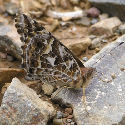 Vanessa kershawi (Australian Painted Lady) at Cotter River, ACT - 13 Mar 2017 by MatthewFrawley