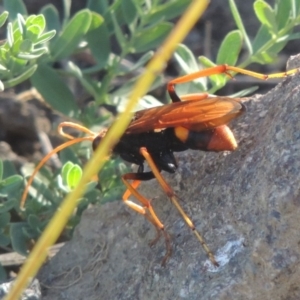 Cryptocheilus bicolor at Paddys River, ACT - 26 Feb 2017 05:57 PM