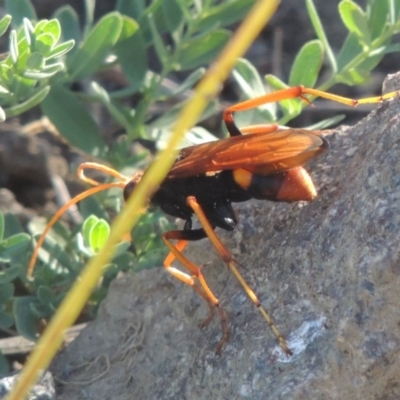 Cryptocheilus bicolor (Orange Spider Wasp) at Paddys River, ACT - 26 Feb 2017 by michaelb