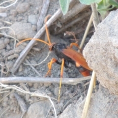 Cryptocheilus bicolor at Paddys River, ACT - 26 Feb 2017 05:57 PM