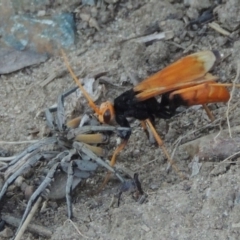 Cryptocheilus bicolor (Orange Spider Wasp) at Point Hut to Tharwa - 22 Jan 2017 by michaelb