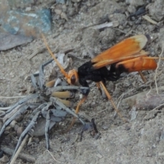 Cryptocheilus bicolor (Orange Spider Wasp) at Paddys River, ACT - 22 Jan 2017 by michaelb