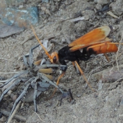 Cryptocheilus bicolor (Orange Spider Wasp) at Paddys River, ACT - 22 Jan 2017 by michaelb