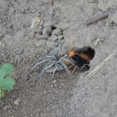 Cryptocheilus bicolor at Paddys River, ACT - 22 Jan 2017