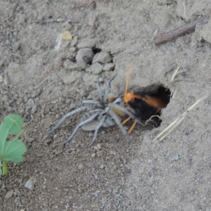 Cryptocheilus bicolor at Paddys River, ACT - 22 Jan 2017