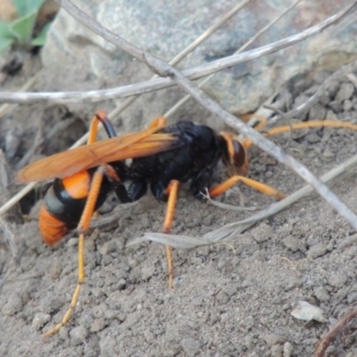 Cryptocheilus bicolor (Orange Spider Wasp) at Paddys River, ACT - 22 Jan 2017 by michaelb