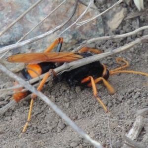 Cryptocheilus bicolor at Paddys River, ACT - 22 Jan 2017 08:17 PM