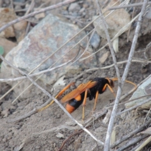 Cryptocheilus bicolor at Paddys River, ACT - 22 Jan 2017 08:17 PM