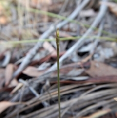 Corunastylis clivicola (Rufous midge orchid) at Belconnen, ACT - 13 Mar 2017 by CathB