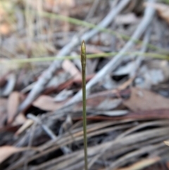 Corunastylis clivicola (Rufous midge orchid) at Belconnen, ACT - 14 Mar 2017 by CathB