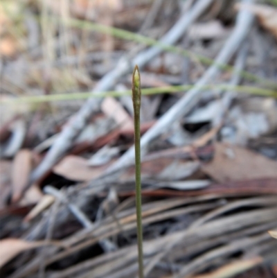 Corunastylis clivicola (Rufous midge orchid) at Aranda Bushland - 13 Mar 2017 by CathB