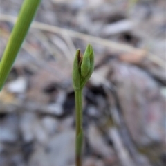 Speculantha rubescens (Blushing Tiny Greenhood) at Aranda Bushland - 13 Mar 2017 by CathB