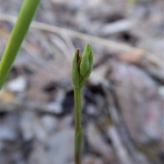 Speculantha rubescens (Blushing Tiny Greenhood) at Aranda, ACT - 13 Mar 2017 by CathB